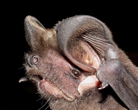 what type of bats are in china